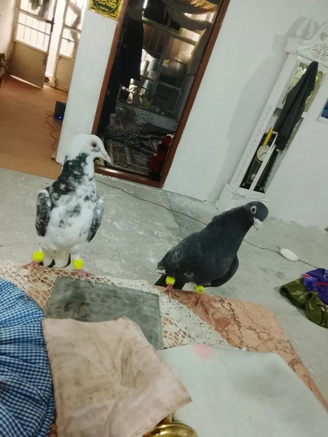 کفتر پرشی|حیوانات|مشهد, موعود|دیوار