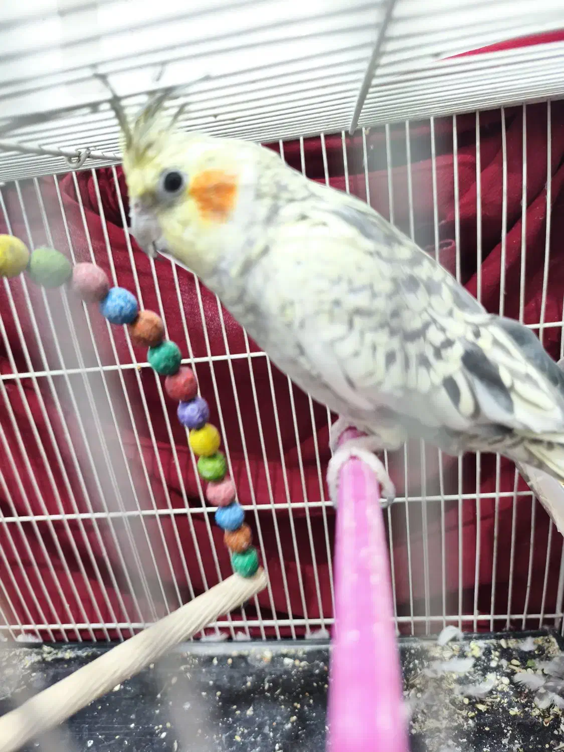 عروس هلندی ماده|پرنده|مشهد, رده|دیوار