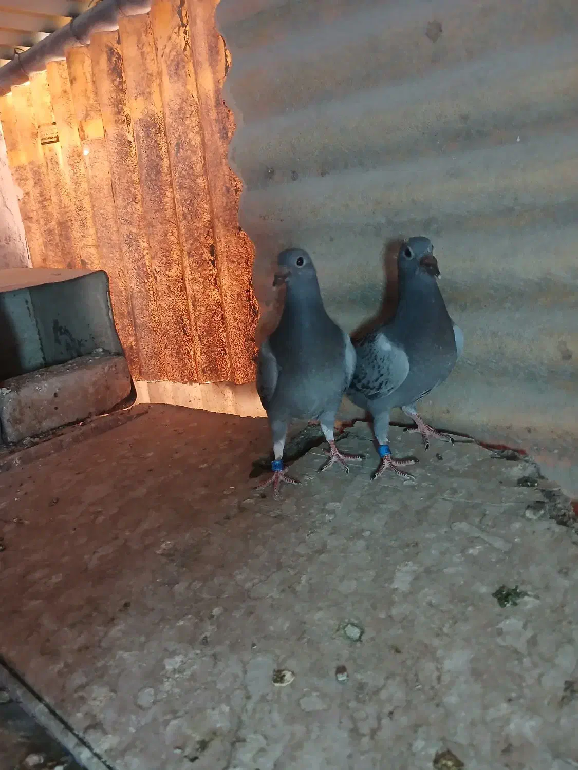 پلاکی.دوکت|پرنده|مبارکه, |دیوار