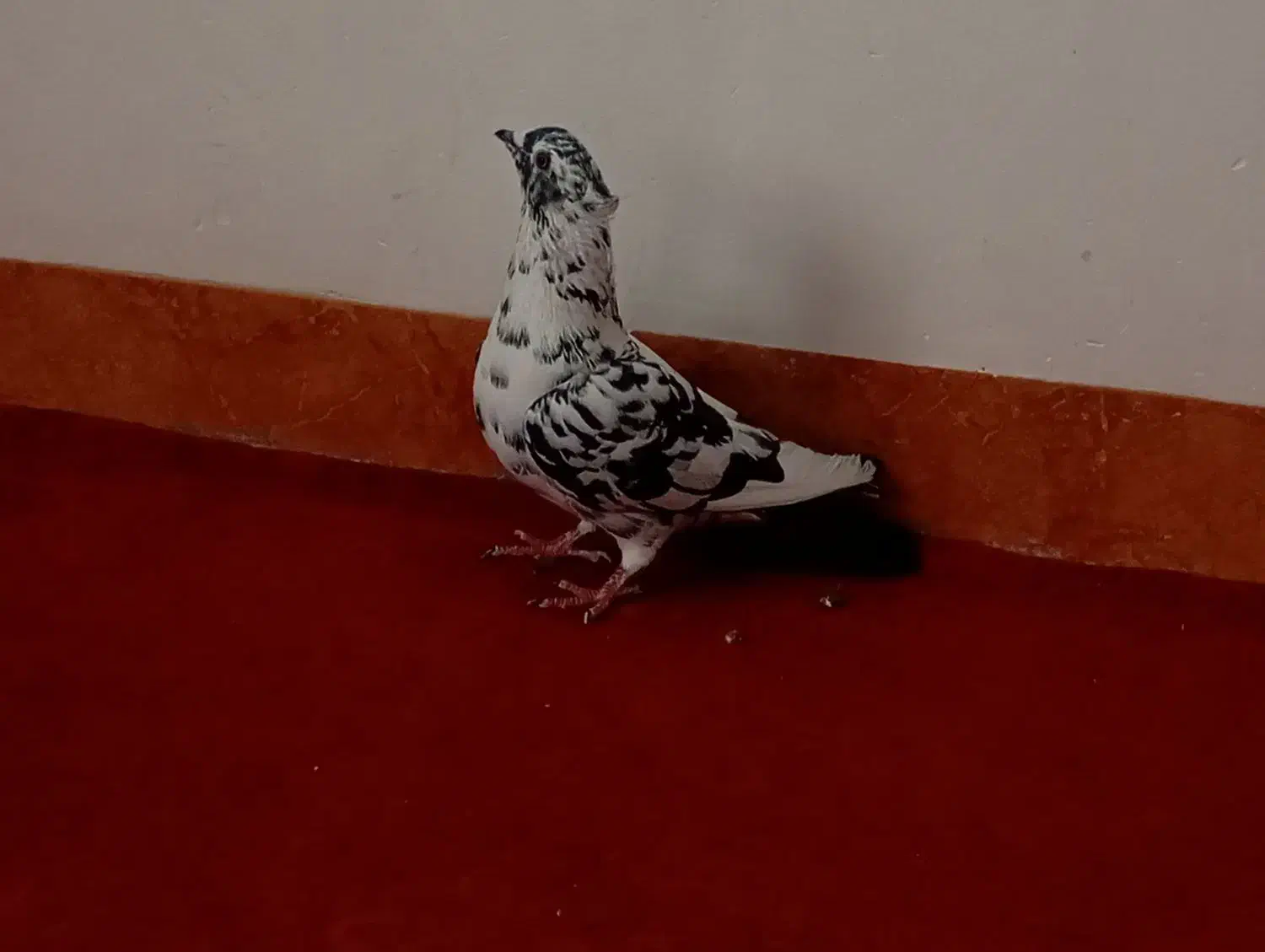 گلی دمسفید و زاغ ریشی ودمسیاه|پرنده|زرند, |دیوار