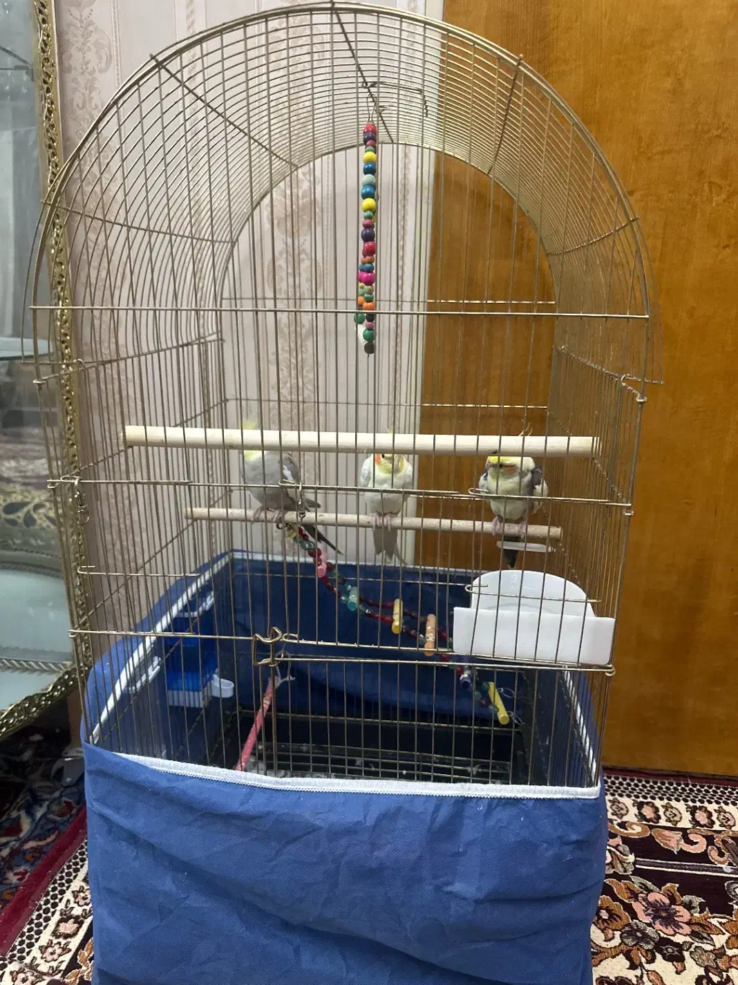 پرنده زینتی عروس هلندی|پرنده|آذرشهر, |دیوار