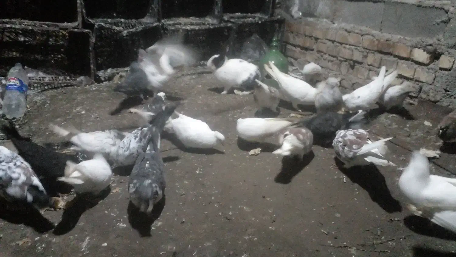 کفتر|پرنده|فاضل آباد, |دیوار