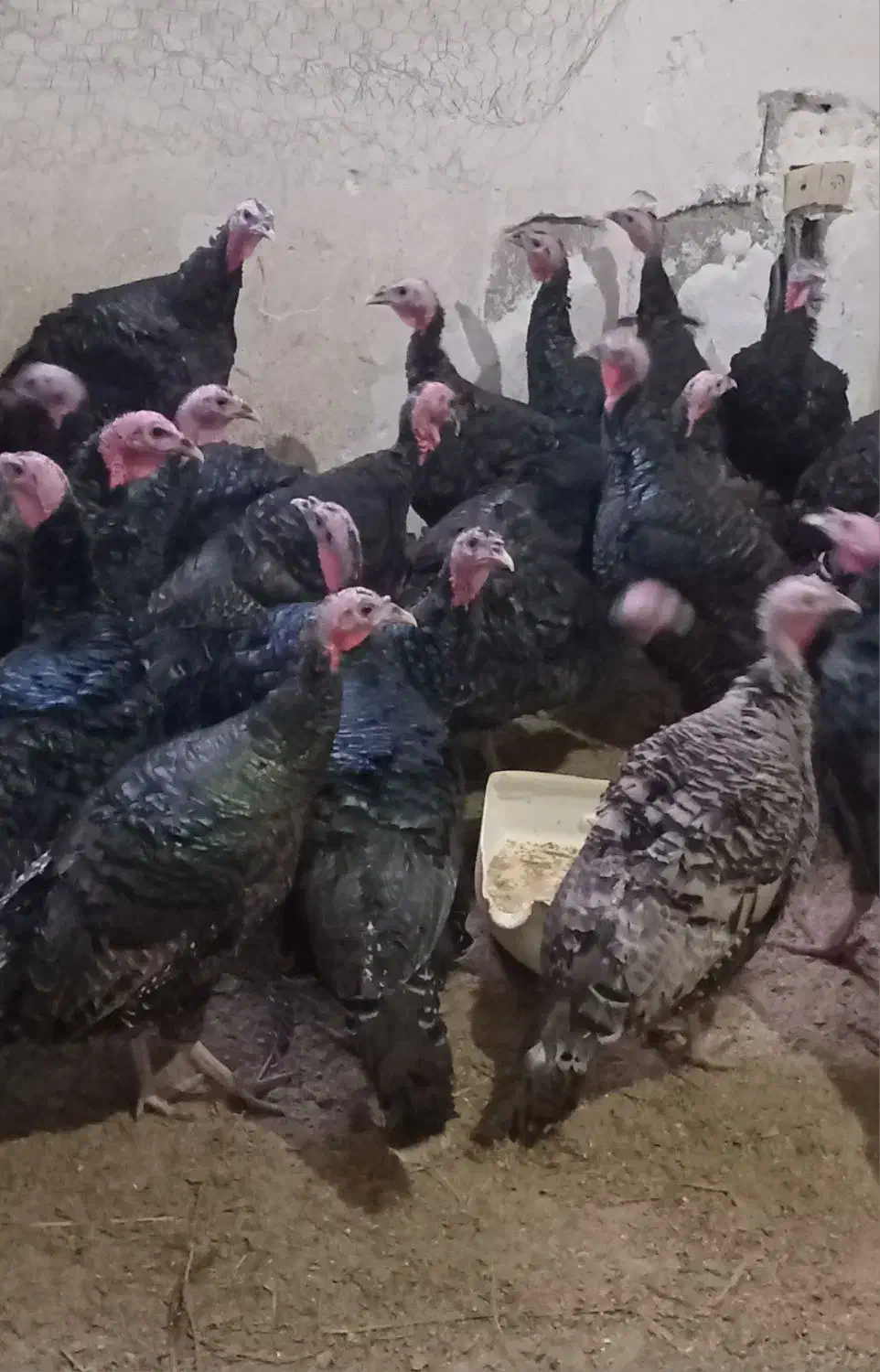 فروش بوقلمون محلی|حیوانات مزرعه|قائم‌شهر, |دیوار