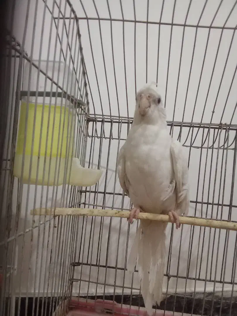 یک عددعروس هلندی آلبینو ماده چشم شرابی|پرنده|پاکدشت, پاکدشت (مامازند)|دیوار