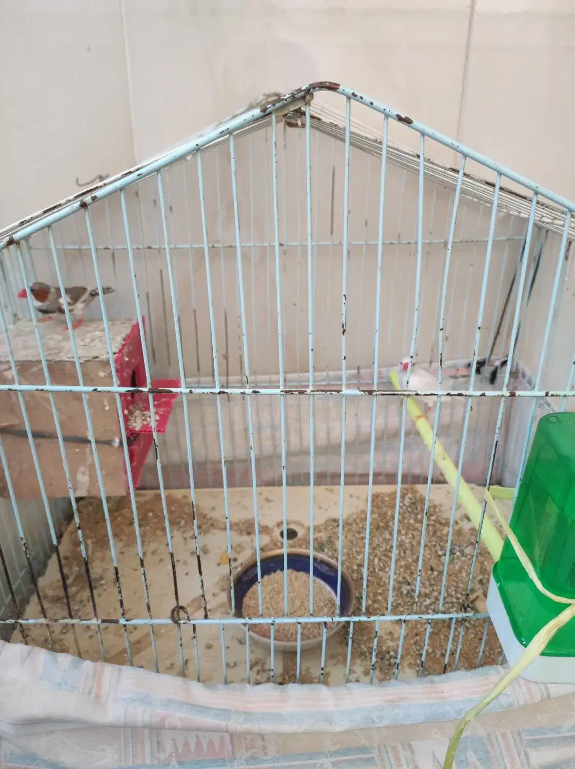 جفت مرغ عشق ـ جفت فنچ|پرنده|خوسف, |دیوار