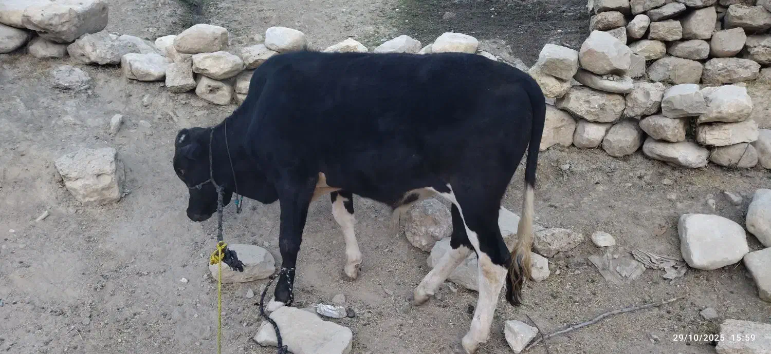 گوساله|حیوانات مزرعه|بازفت, |دیوار