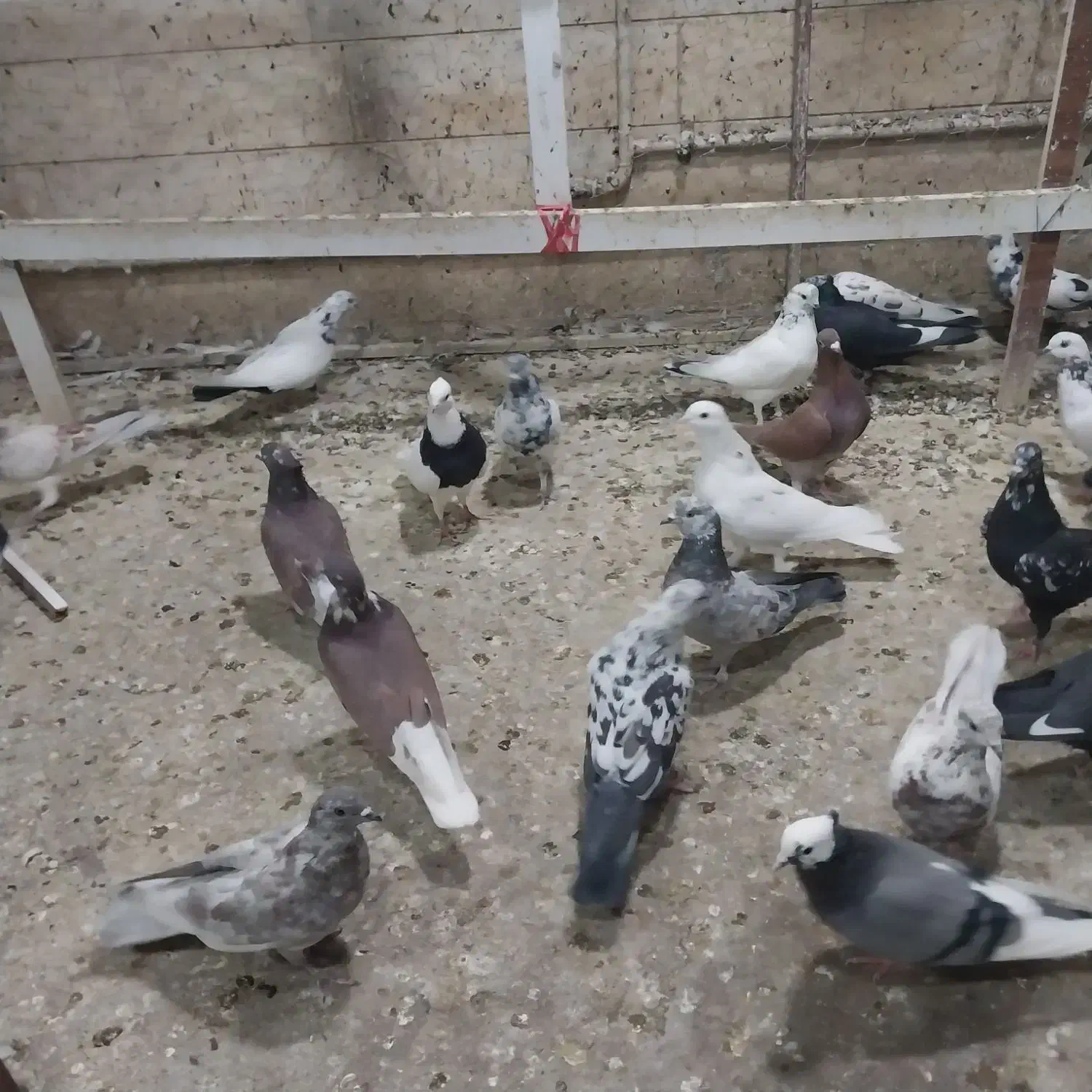 فروش بیله کفتر|پرنده|اردکان, |دیوار