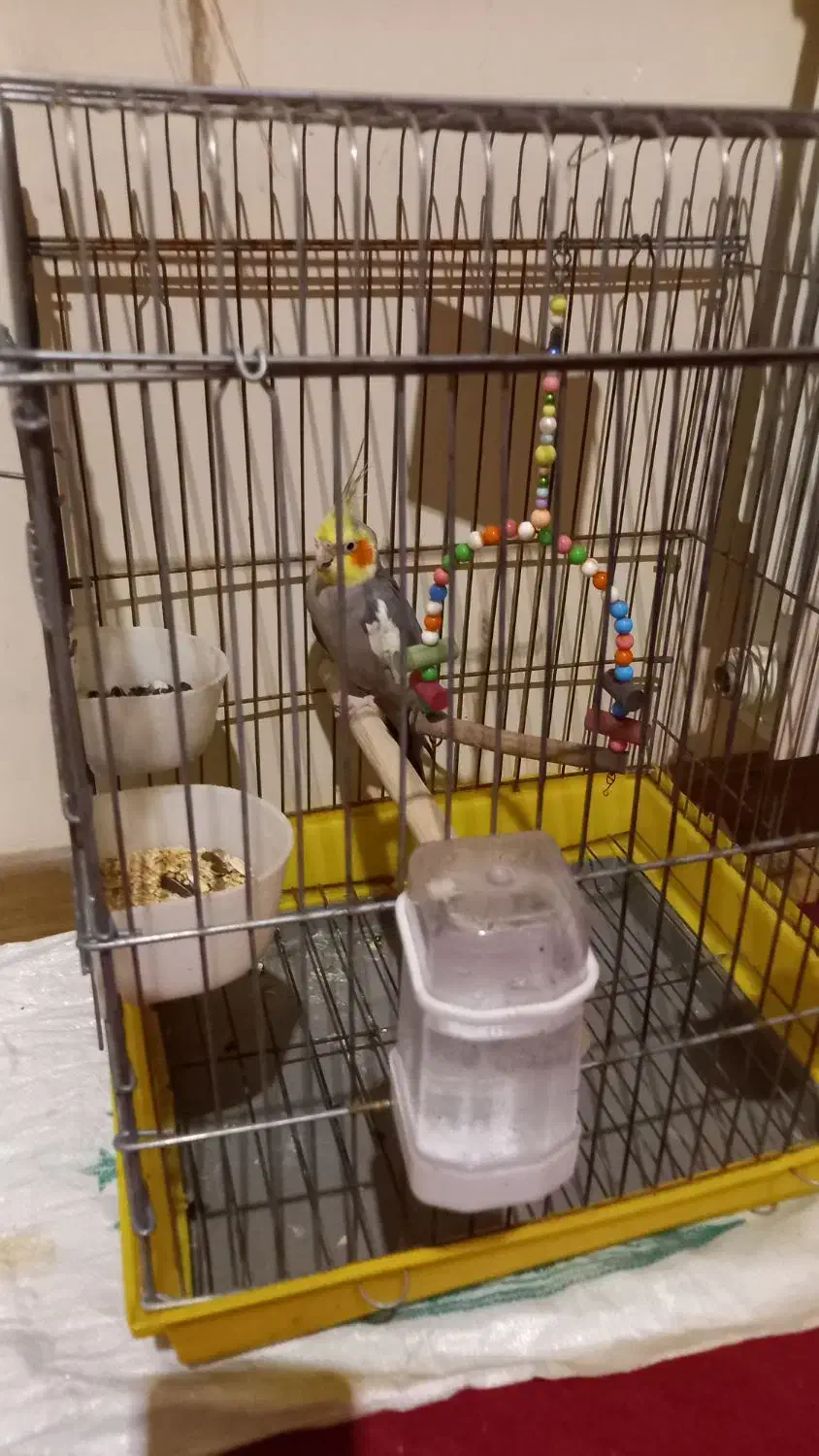 عروس هلندی|پرنده|پاکدشت, شهرک امام رضا|دیوار