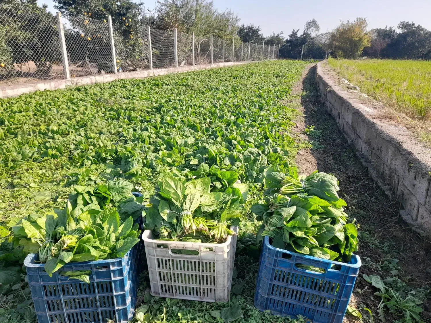 فروش اسفناج تازه چین عمده|خوردنی و آشامیدنی|ارطه, |دیوار