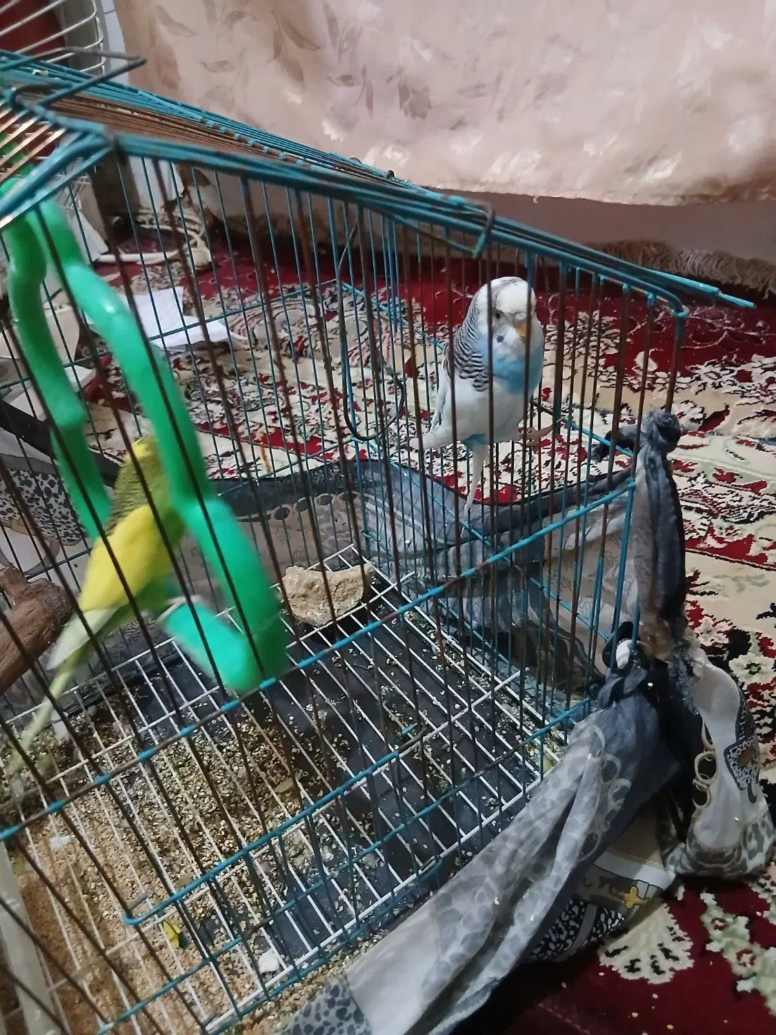 مرغ عشق زیبا|پرنده|نیشابور, هفده شهریور|دیوار