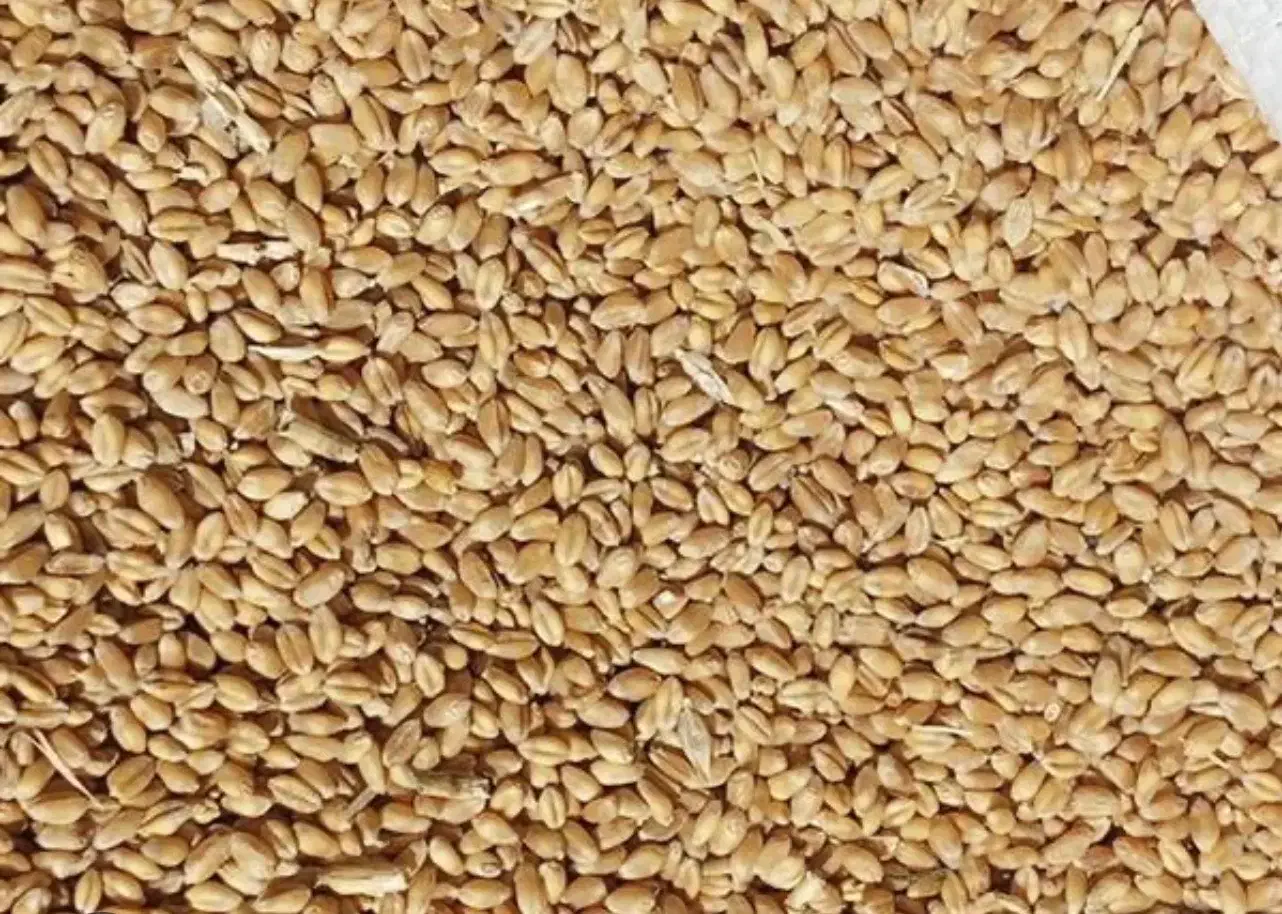 بذر گندم|خدمات باغبانی و درختکاری|مرودشت, بیست متری بیمارستان|دیوار