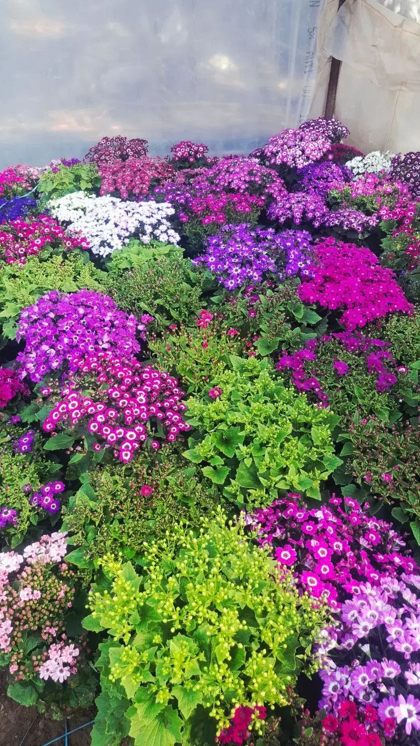 گل سینری|گل و گیاه طبیعی|پاکدشت, پاکدشت (مامازند)|دیوار