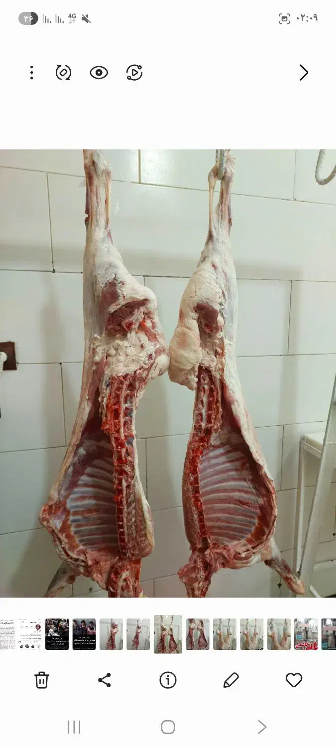 گوشت گوسفندی ازکیلوی ۵۰۰تمن به بالا|خوردنی و آشامیدنی|دهدشت, |دیوار