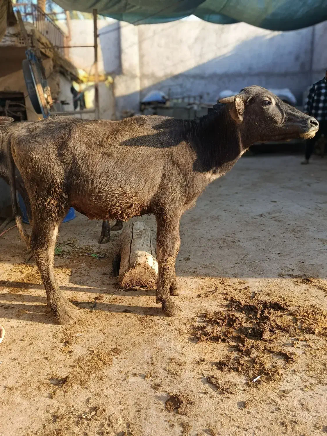 گاو گوساله گاسفند بز بره گاو میش در شادگان|حیوانات مزرعه|شادگان, |دیوار