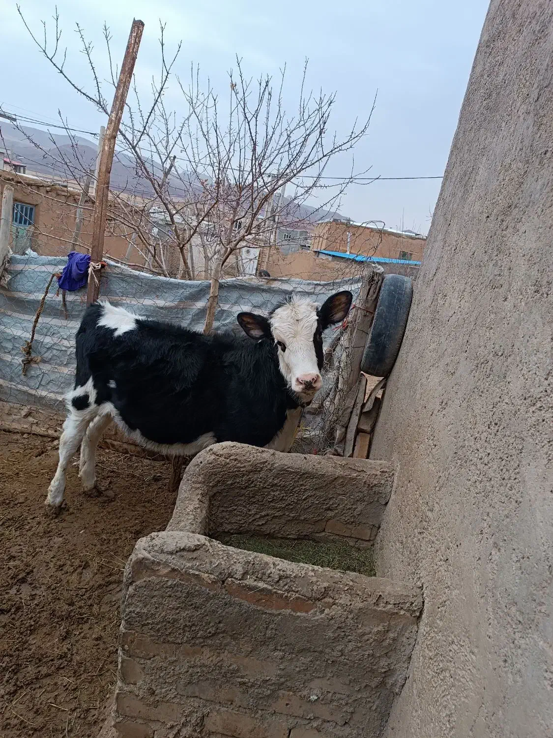 گوساله سیمنتال|حیوانات مزرعه|قیدار, |دیوار