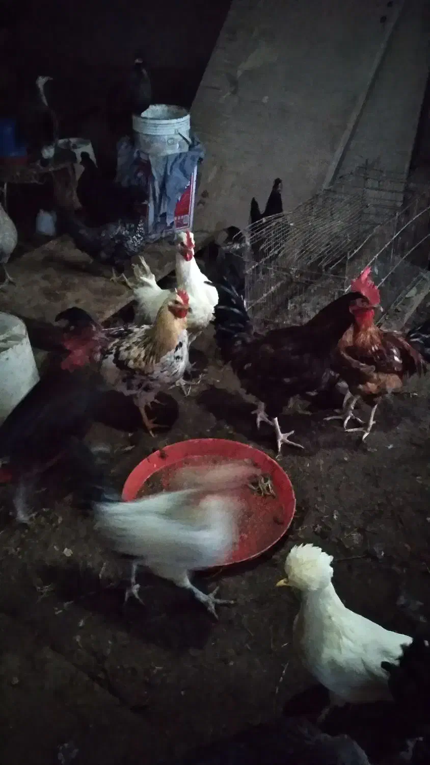 خروس جوان وارگانیک محلی|حیوانات مزرعه|فشاپویه, |دیوار