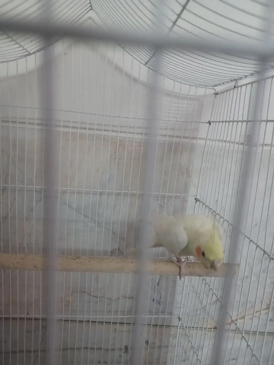 عروس هلندی|پرنده|لنجان, |دیوار