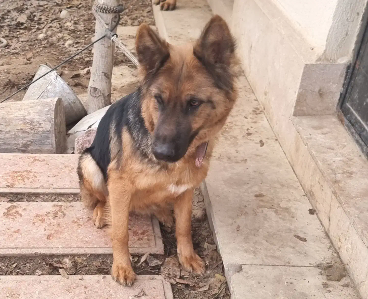 یک ژرمن ماده استثنایی|سگ|ماهدشت, |دیوار