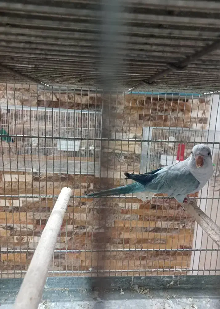 یک عدد راهب ماده درجه ۱|پرنده|تهران, مخصوص|دیوار