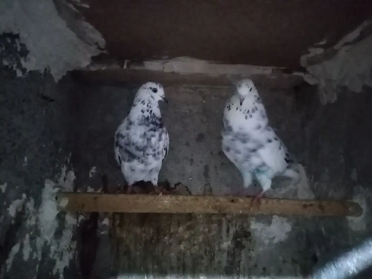 کفتر فروشی|پرنده|کردکوی, |دیوار