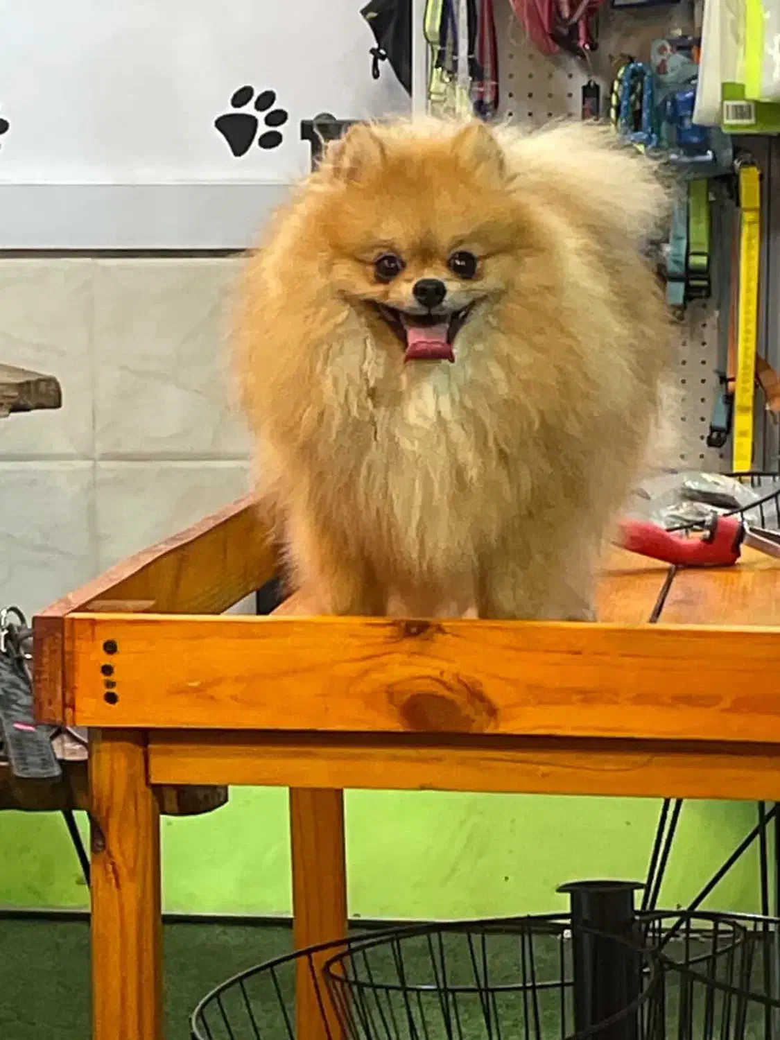 گمشده|حیوانات|قائم‌شهر, |دیوار