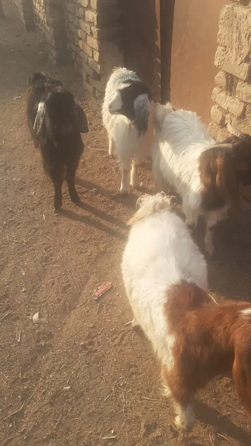 ۴عدد بزغاله فروش فوری|حیوانات مزرعه|سبزوار, قصبه غربی|دیوار