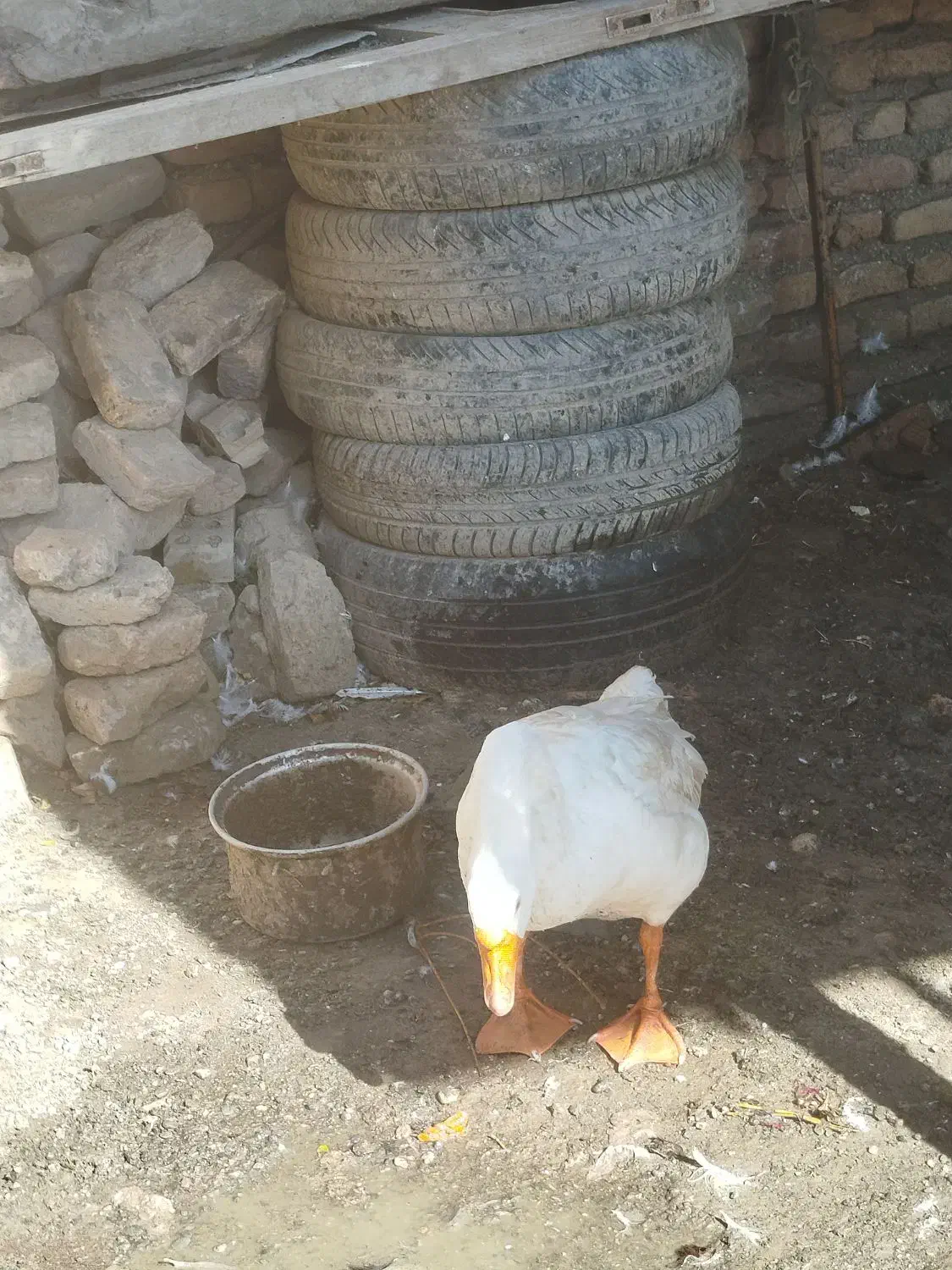 یکعددغوقازلیندااوکراینن|حیوانات مزرعه|گمیشان, |دیوار