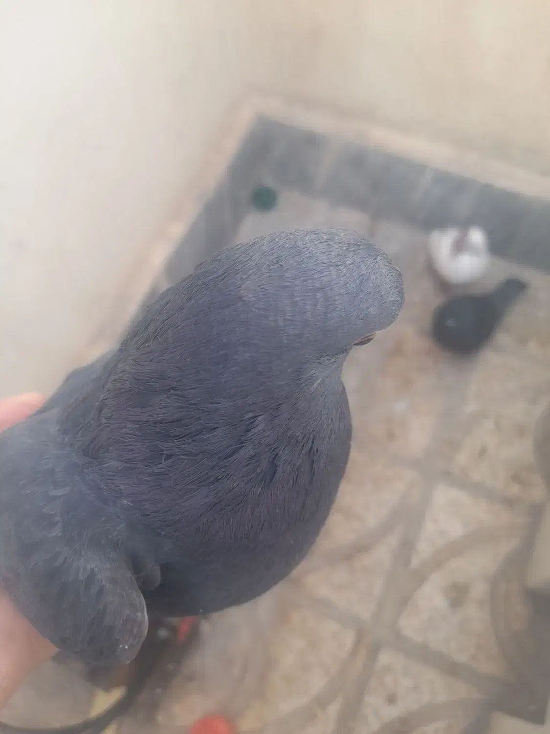 کفتر|پرنده|ماکو, |دیوار