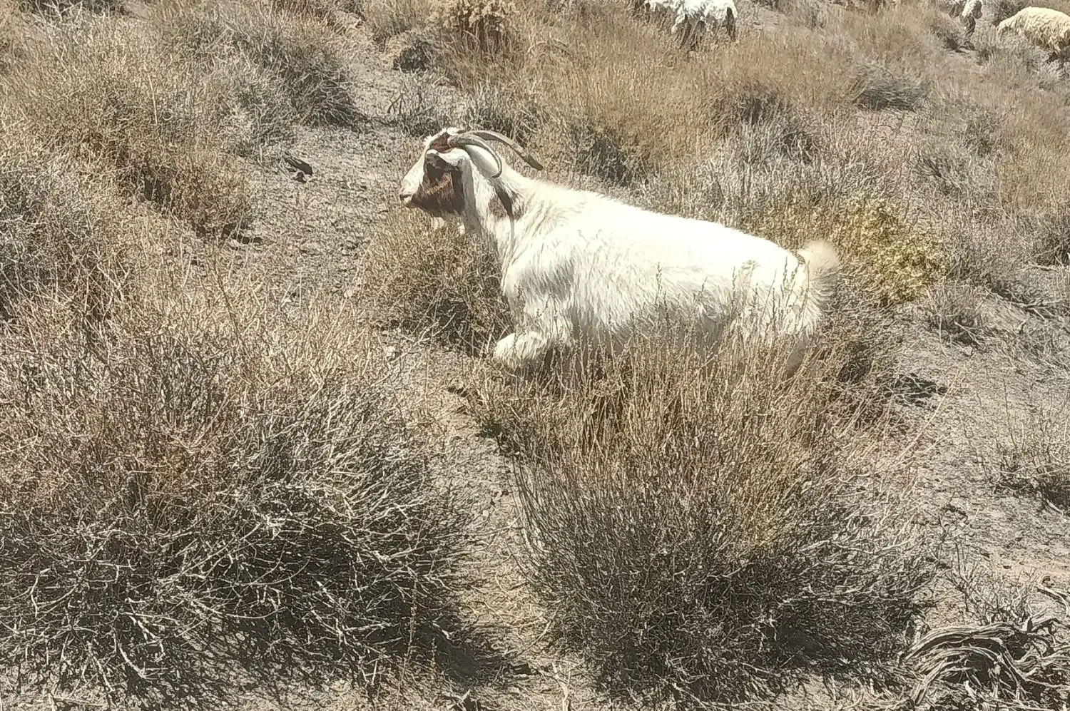 گوسفند بز آبستن سنگین|حیوانات مزرعه|گلزار, |دیوار