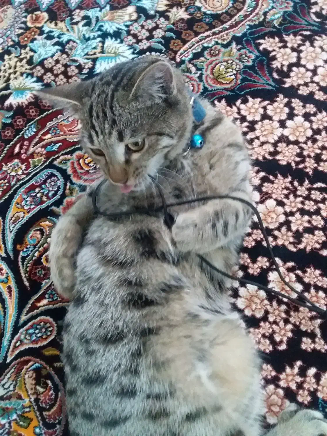 گربه خانگی ماده|گربه|اردبیل, |دیوار