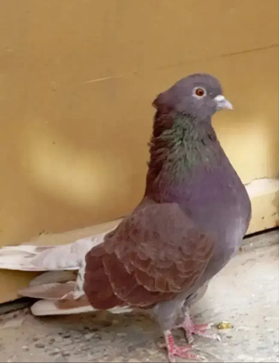 کبوتر شمرونی|پرنده|برخوار, |دیوار