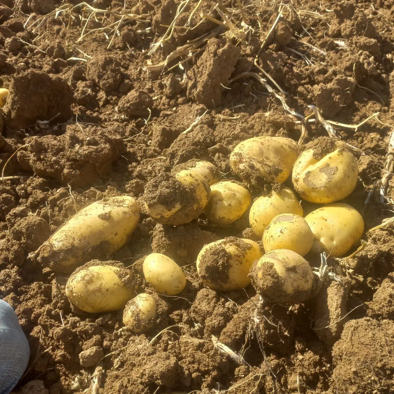 سیب زمینی  جلی  ۲۰۰ تن به فروش می‌رسد|خوردنی و آشامیدنی|زنده رود, |دیوار