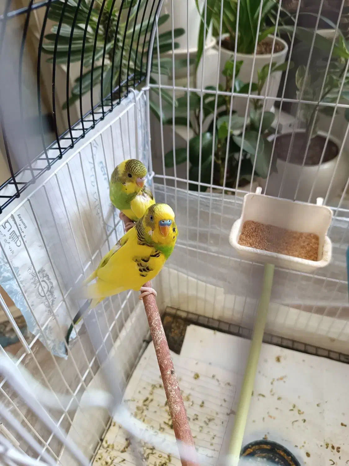 6 تا مرغ عشق معاوضه با عروس هلندی ماده|پرنده|گلبهار, شهر جدید گلبهار|دیوار