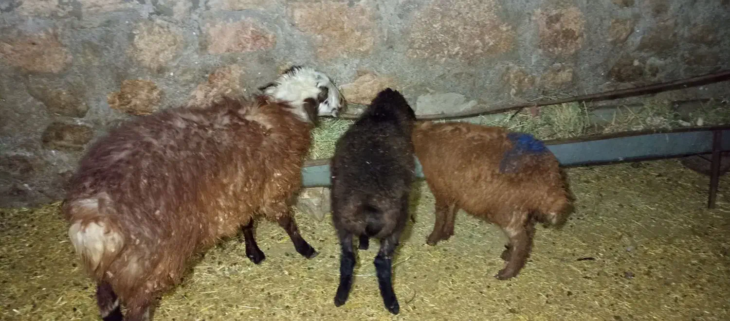 دوتا بره نر و یک ماده سبک|حیوانات مزرعه|مشهد, ایوان|دیوار