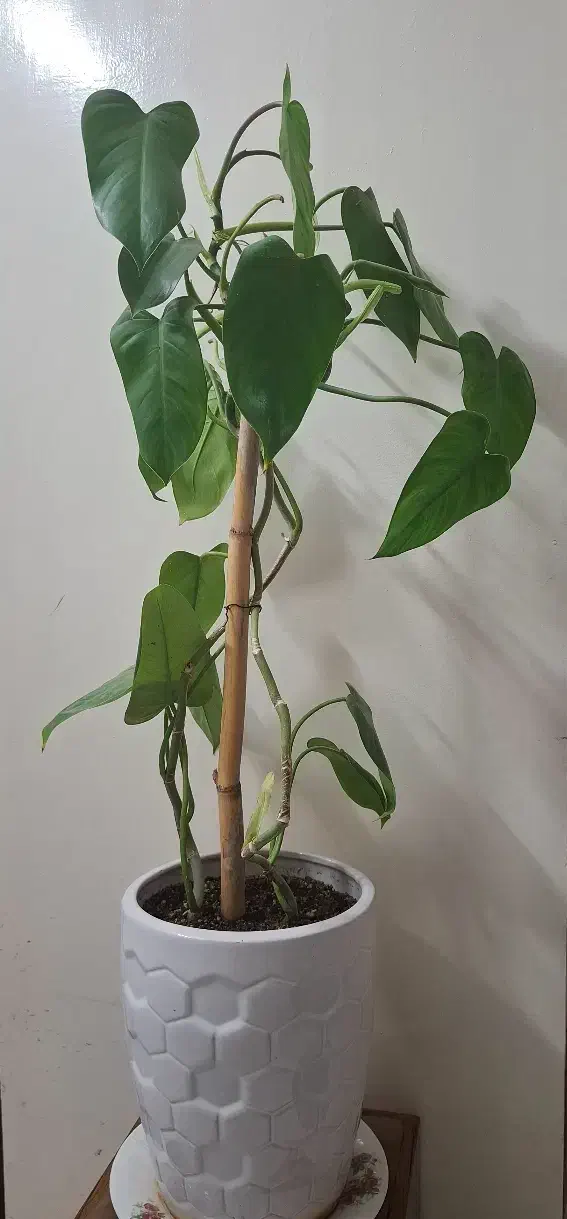 گل طبیعی بگونیای موکتی|گل و گیاه طبیعی|قدس, شهرقدس|دیوار