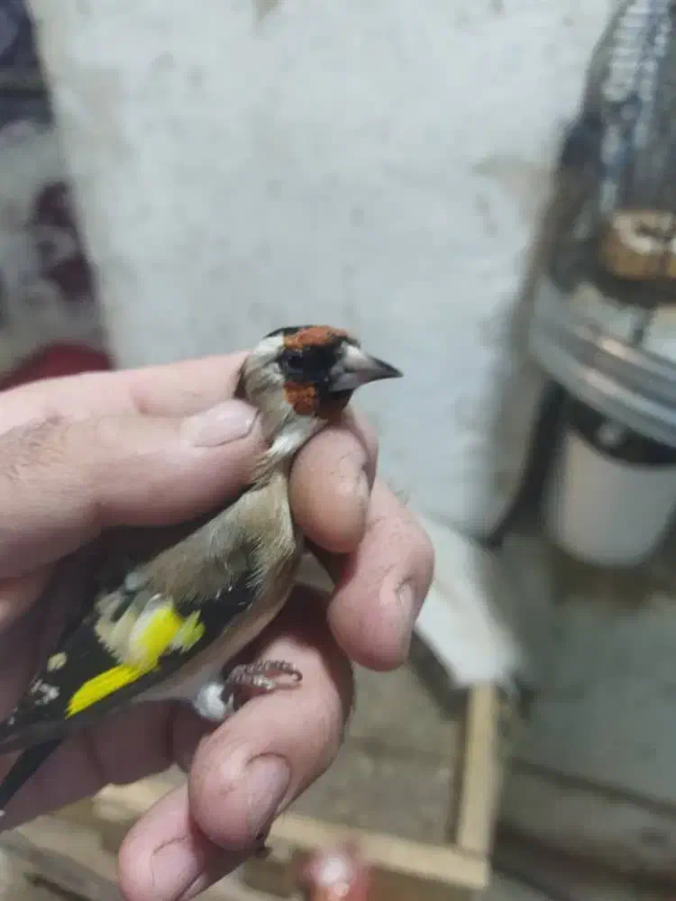 سهره سرسیاه و کرمونی رام وحش|پرنده|فسا, |دیوار