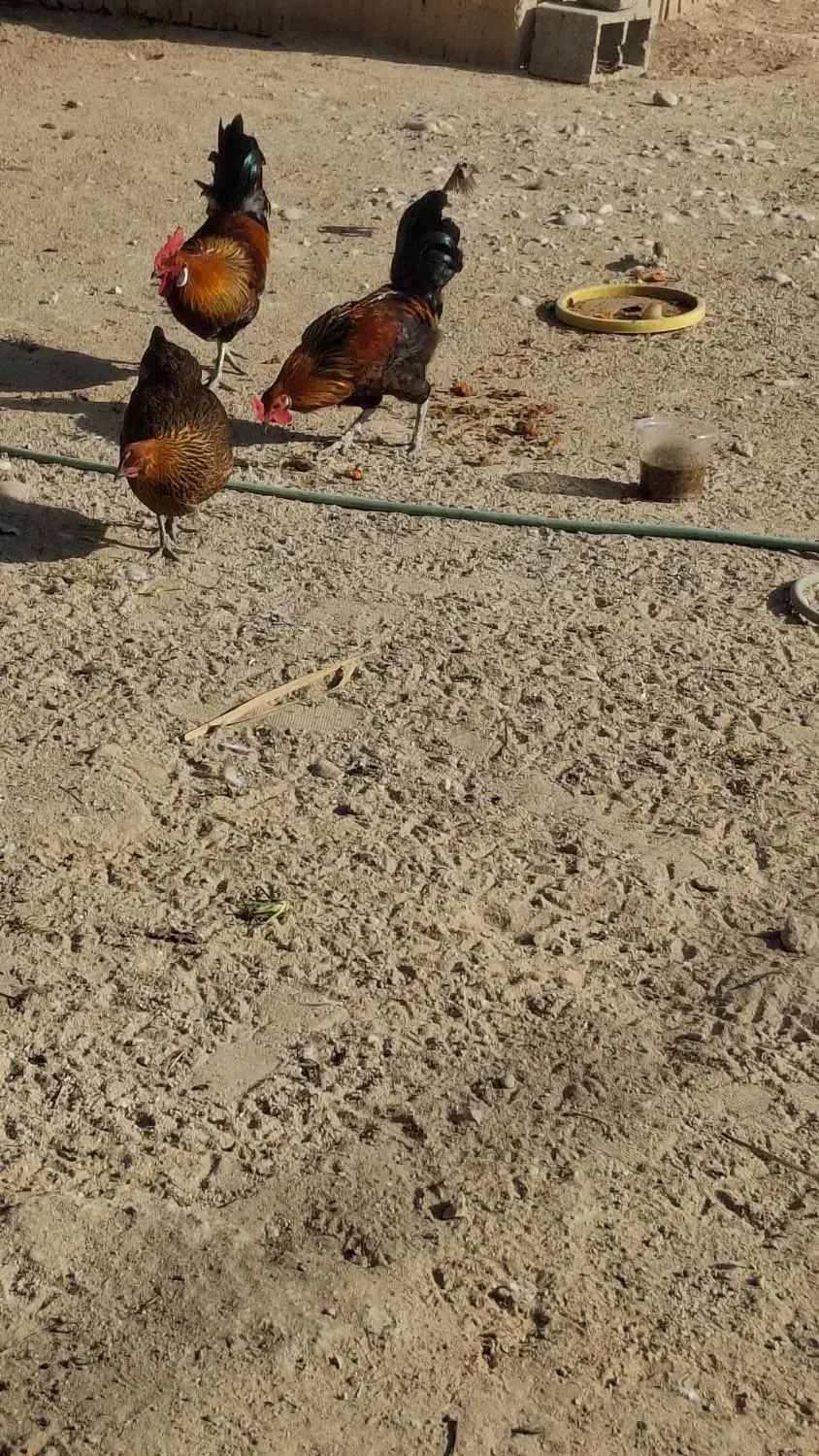 فروش دو عدد خروس محلی .کاکی|حیوانات مزرعه|کاکی, |دیوار