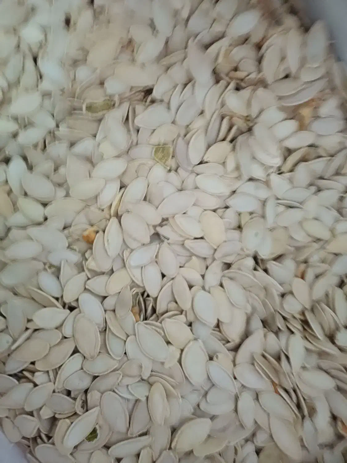 تخمه تبریز|خوردنی و آشامیدنی|همدان, |دیوار