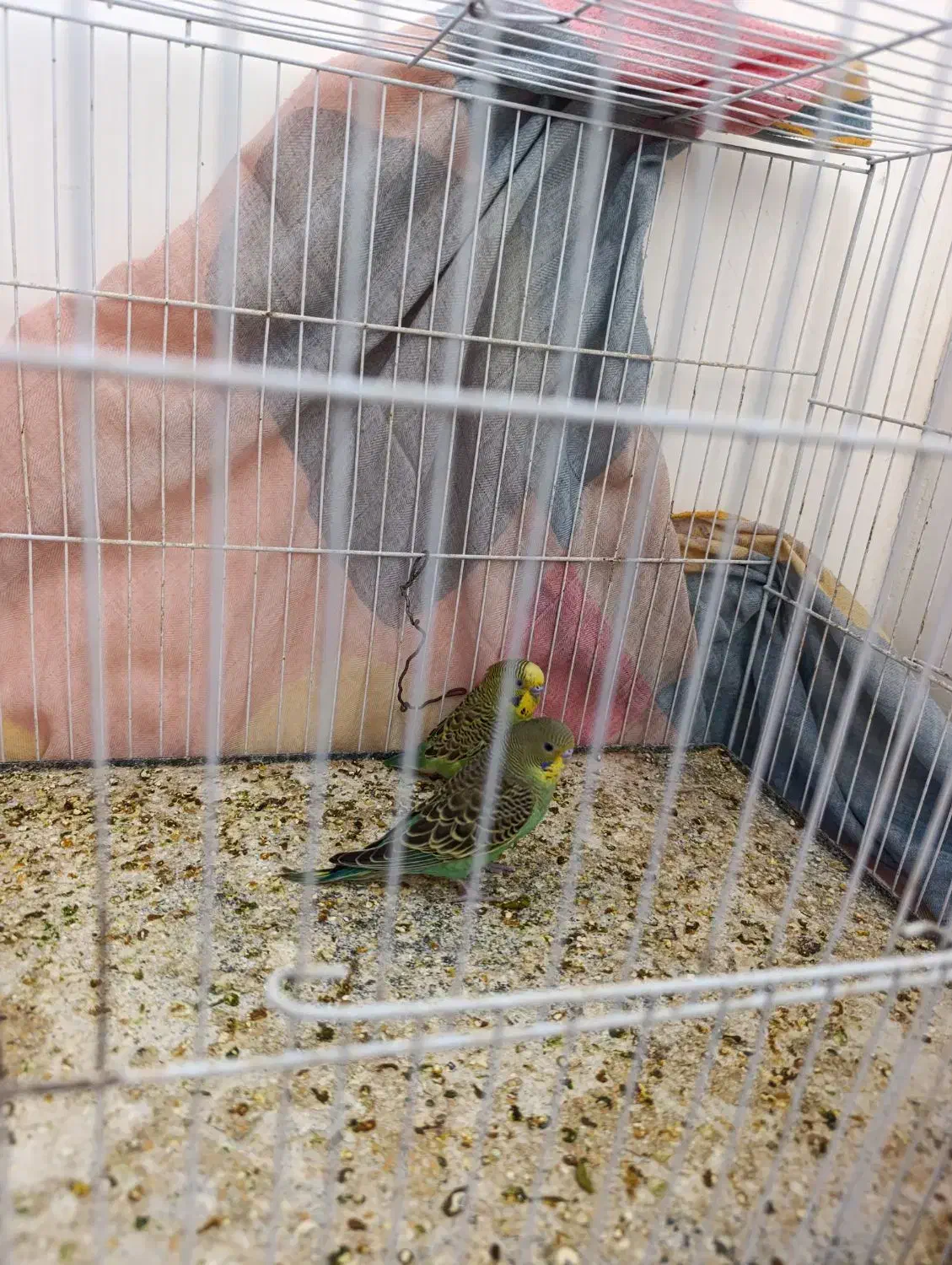 مرغ عشق دستی فروشی و معاوضه|پرنده|تایباد, |دیوار