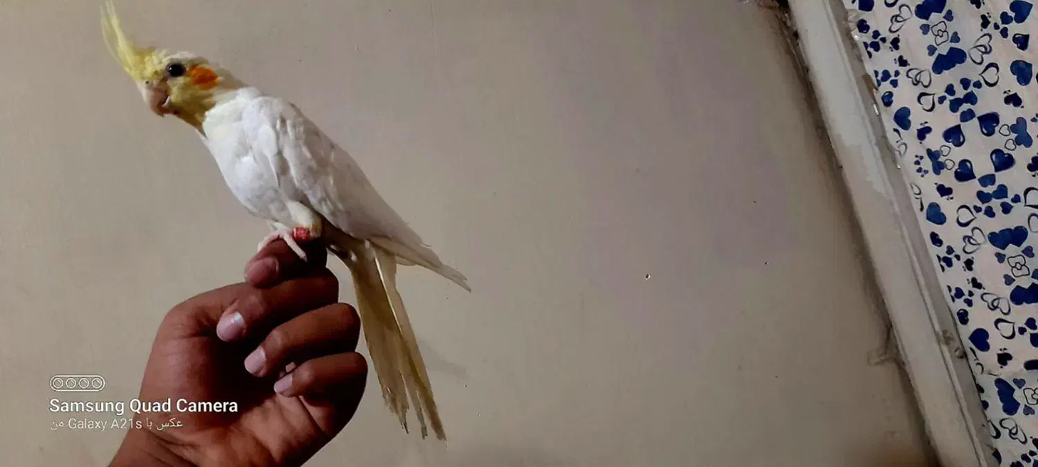 عروس هلندی|پرنده|کارون, |دیوار