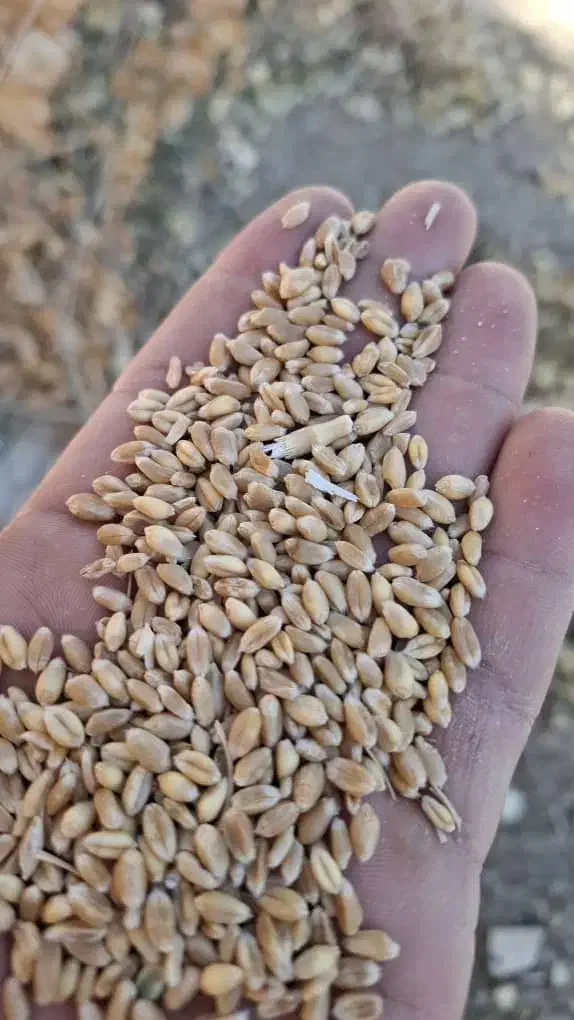 اجاره زمین کشاورزی|فروش دفتر صنعتی، کشاورزی، تجاری|نورآباد, |دیوار