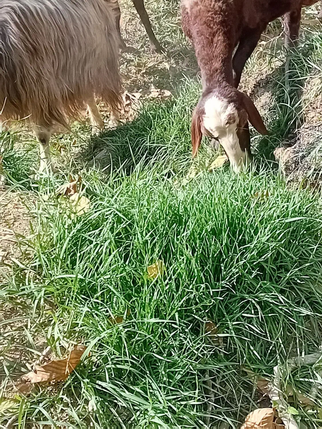 بره نرجهت قربانی ومصرف خانگی|حیوانات مزرعه|تویسرکان, |دیوار