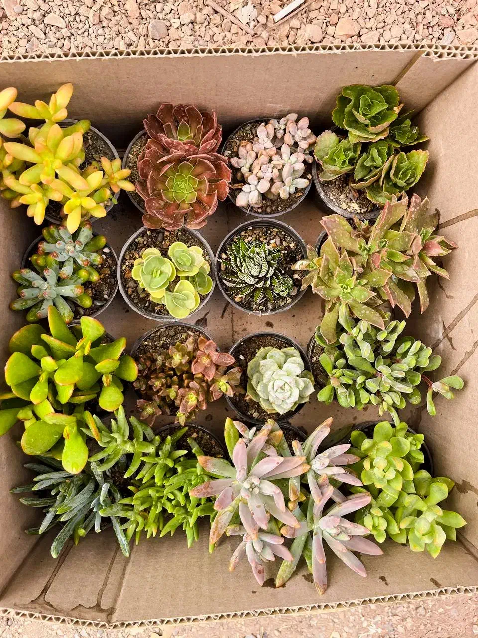 گیاهان اپارتمانی|گل و گیاه طبیعی|تهران, اکباتان|دیوار