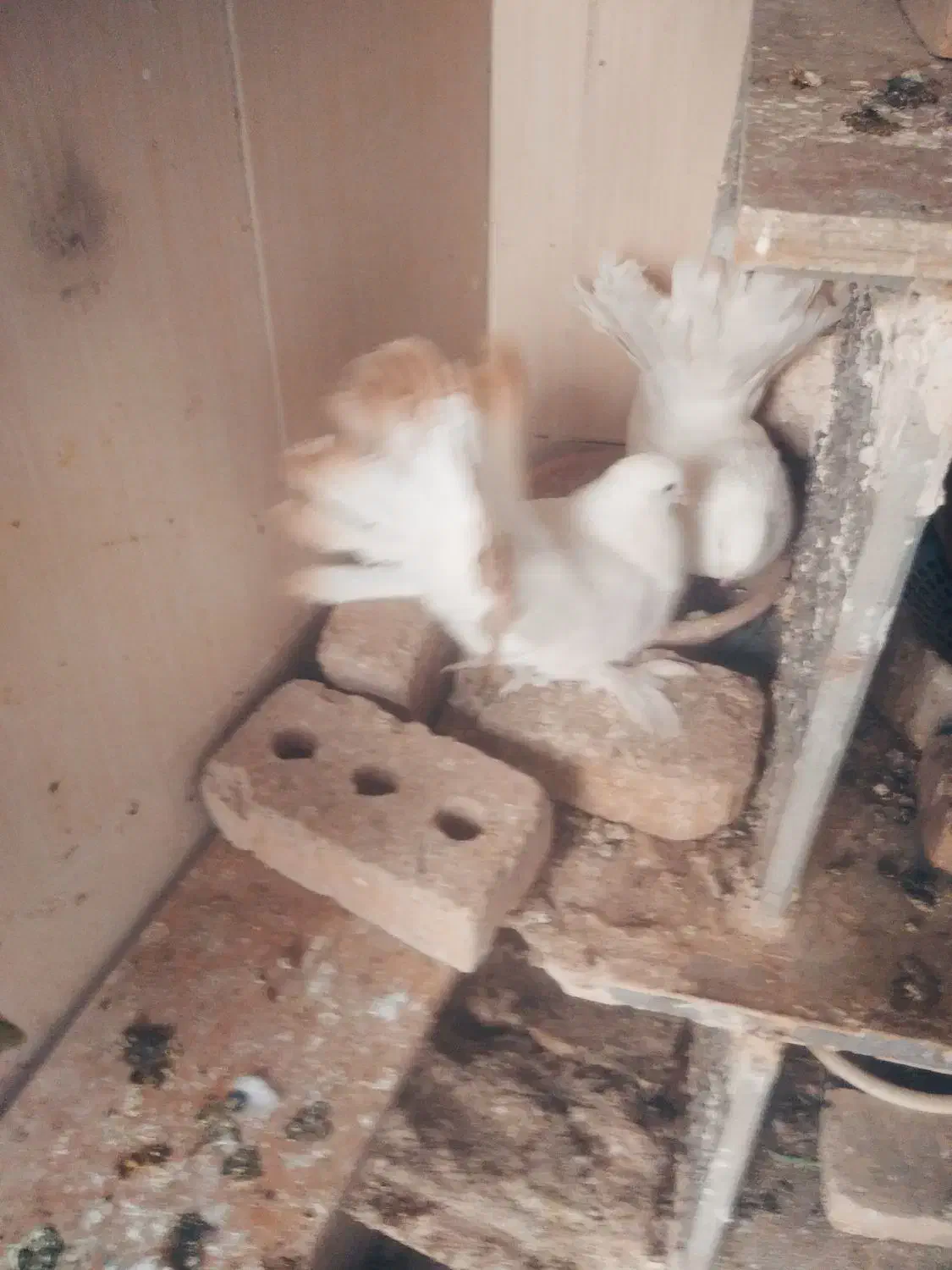 کبوتر دم چتری|پرنده|تربت‌حیدریه, آغوی|دیوار