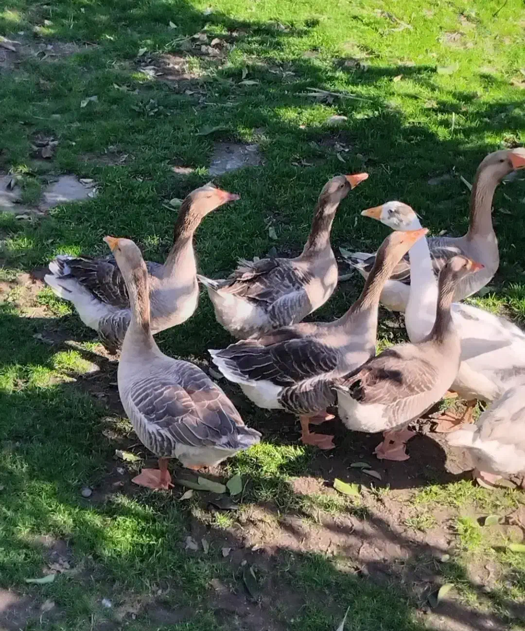 فروش غازمحلی|حیوانات مزرعه|شفت, |دیوار