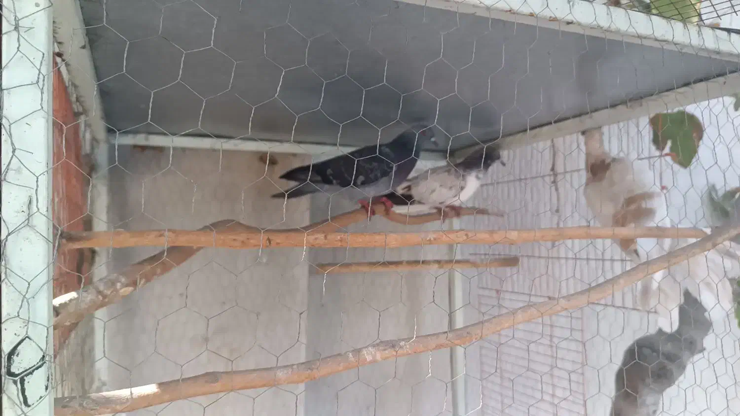 کلوی کفتر  در هم نژاد  اصیل|پرنده|گنبد کاووس, |دیوار