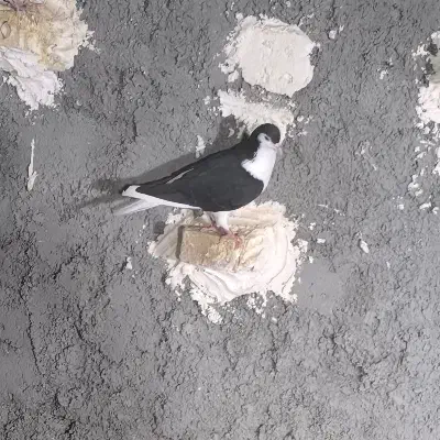 شیرازی نر|پرنده|کارون, |دیوار