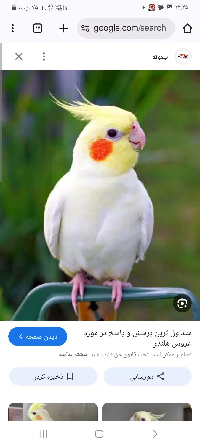 عروس هلندی پیدا شده|پرنده|لاهیجان, آهندان|دیوار