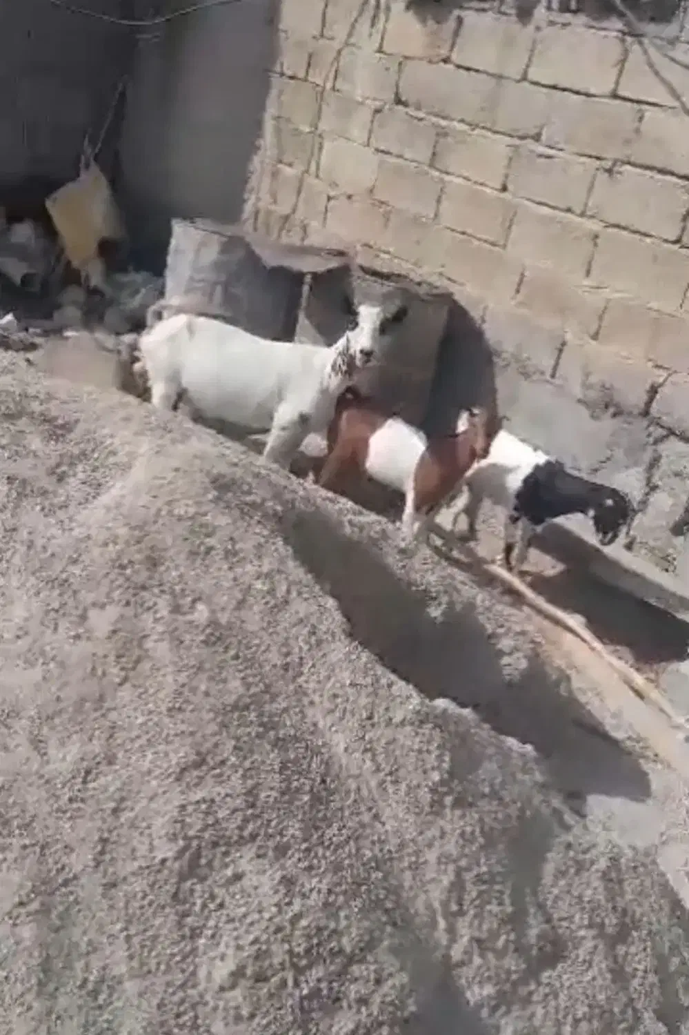 بز دوکهری با دوعدد کهره|حیوانات مزرعه|میناب, |دیوار