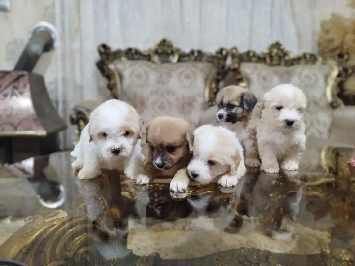 فروش سگ شیتزو تریر|سگ|آستارا, |دیوار